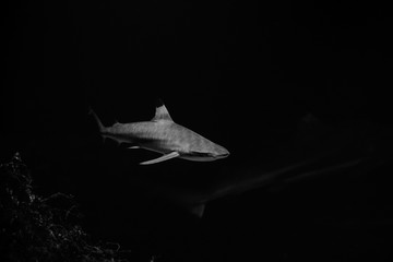 Naklejka premium big white shark in the dark nature danger fish aquarium black and white