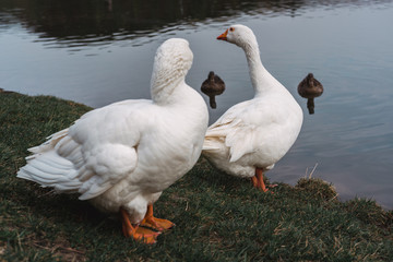 two white geese and two wild ducks in a pond