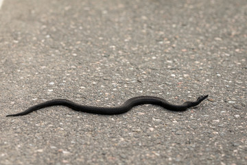 Common European viper - Vipera berus - melanistic black reptile crossing asphalt road