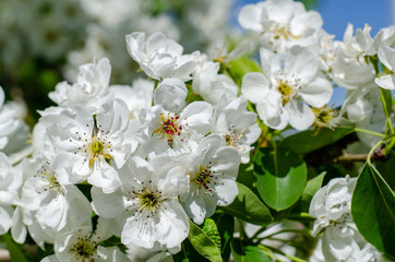 flowering branch of a pear tree on the background of other branches