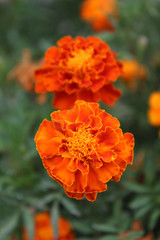 Close up of flowers of Tagetes erecta, the Mexican marigold or Aztec marigold