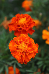 Close up of flowers of Tagetes erecta, the Mexican marigold or Aztec marigold