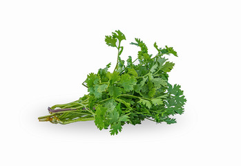 fresh coriander isolated on white background