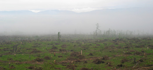 Devastated landscape by an environmental catastrophhe
