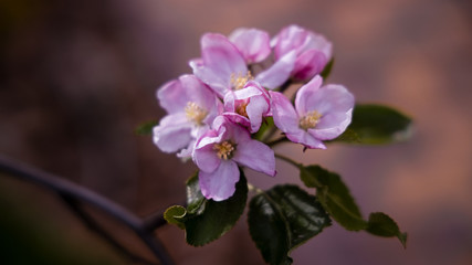 Apple tree blossom. Garden in the spring. Your dream garden