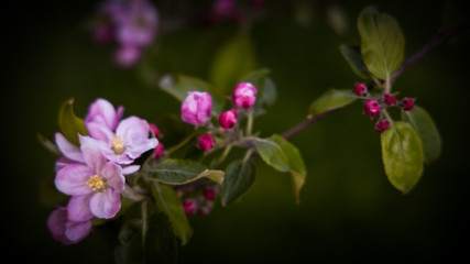 Apple tree blossom. Garden in the spring. Your dream garden