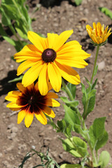 Flower of Rudbeckia fulgida, the orange coneflower or perennial coneflowe
