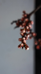 Fototapeta na wymiar red buds on an apricot branch. Abstract ion. Background