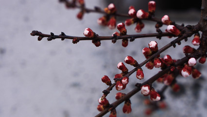 red buds on an apricot branch