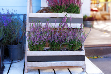 Blooming heather Calluna vulgaris in a pot in backyard of a country house. Common heather blooming small pink flowers in basket on terrace. Ornamental garden flowering plant decorating summer garden	