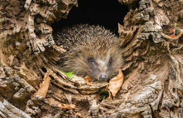 Hedgehog, wild, native, European hedgehog emerging from a fallen tree trunk in natural woodland...