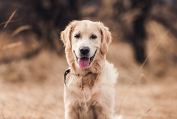 Cute young dog on nature background