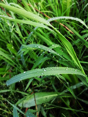 Fototapeta na wymiar Green grass with dewdrops close-up.