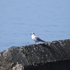 black sea gull