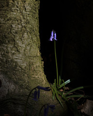 One of the most popular flowers, even a single bluebell can herald the arrival of spring and bring the woodland floor to life reminding people that winter is over