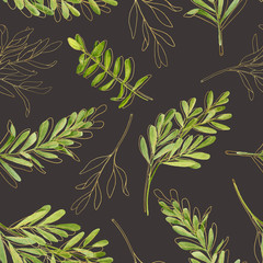 Watercolor tea tree leaves with golden contour seamless pattern. Hand drawn illustration of Melaleuca. Green plant on dark background. Herbs for cosmetics, package, textile, cards, decoration.