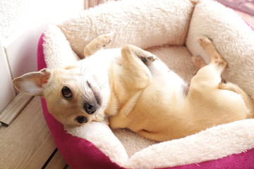 Closeup portrait of small funny beige mini chihuahua dog, puppy