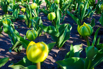 The yellow tulips were just beginning to open. Beautiful round yellow-green buds.