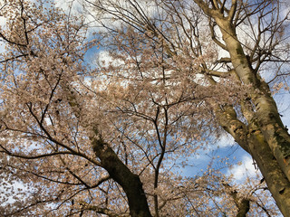 Sakura that shines in the early morning in late March 2020.