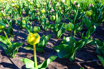 The yellow tulips were just beginning to open. Beautiful round yellow-green buds.