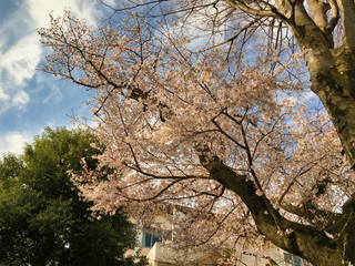 Sakura that shines in the early morning in late March 2020.