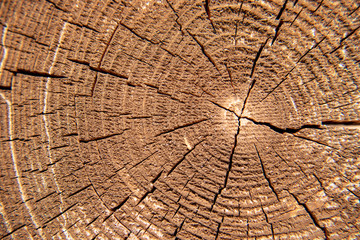 Wood texture of cutted tree trunk, close-up