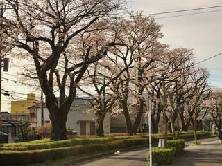 Sakura that shines in the early morning in late March 2020.