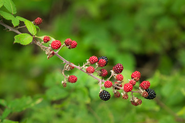 gorgeous branch of bleckberries ripening under the sun of italy