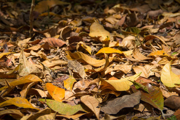 The surface of autumn, dry leaves on the ground
