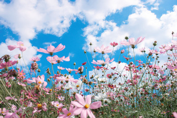Obraz na płótnie Canvas Beautiful pink flowers and blue sky