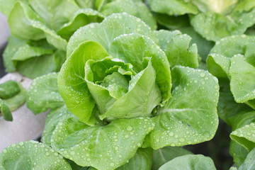 Butterhead lettuce on a leaf with drops of water