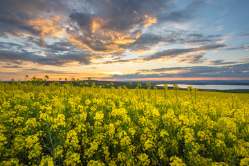 Rapeseed field at sunset, Blooming canola flowers panorama. Rape on the field in summer. Bright Yellow rapeseed oil	