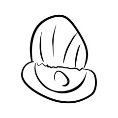 Shell open with pearl inside, doudle, hand draw, outline. Black line on white background, isolated for packaging design, for printing.
