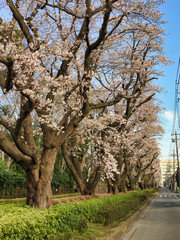Sakura that shines in the early morning in late March 2020.