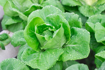 Butterhead salad vegetables
