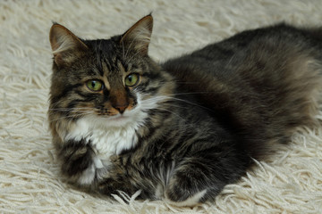 Fototapeta premium Cute cat is lying on the carpet. The Maine Coon is resting at home. Funny emotional cat. Wallpaper and background.