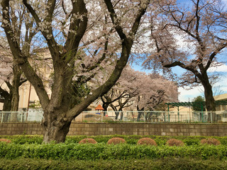 Sakura that shines in the early morning in late March 2020.