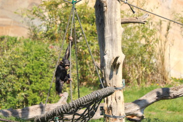 Baby Monkey having fun in zoo in leipzig in germany. On sunny day in summer.
