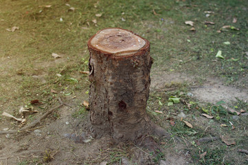 The trees were cut, leaving only the stump and the scrap of leaves.