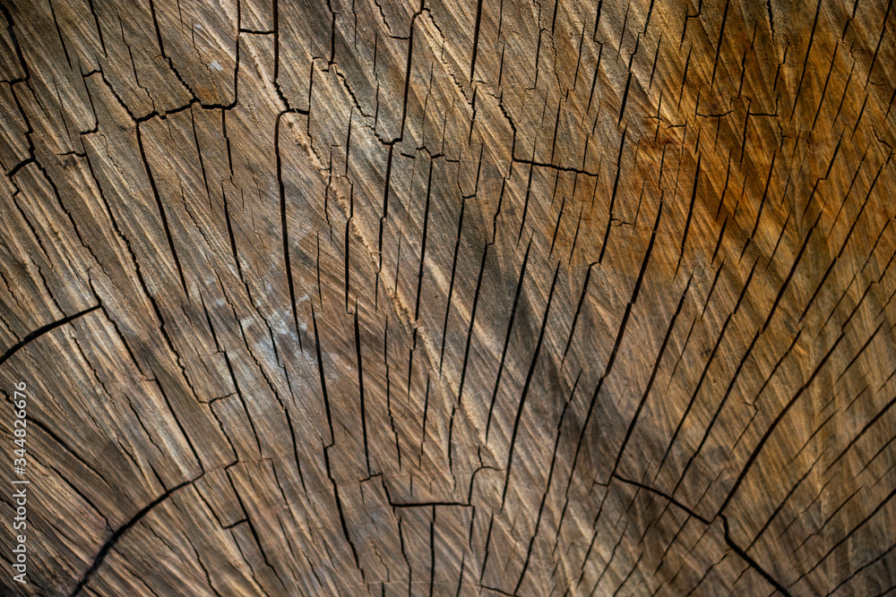 Wall mural Wood texture of apple tree with cracks and circles