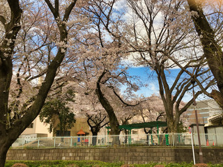 Sakura that shines in the early morning in late March 2020.