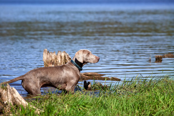 Weimaraner Welpe Jagdhund spielt und tobt in der Natur
