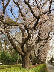 Sakura that shines in the early morning in late March 2020.