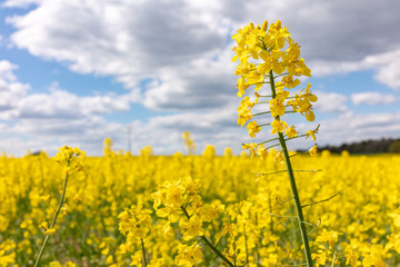 yellow rape field and rape isolated