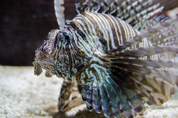 Fototapeta na wymiar Lionfish Pterois volitans in aquarium, also known as a turkeyfish
