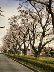 Sakura that shines in the early morning in late March 2020.