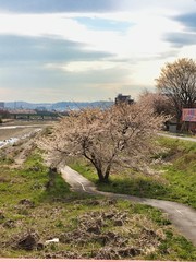 2020, looks like a cherry tree in the painting. Shooting cherry blossoms from Owada Bridge in Hachioji, Tokyo.