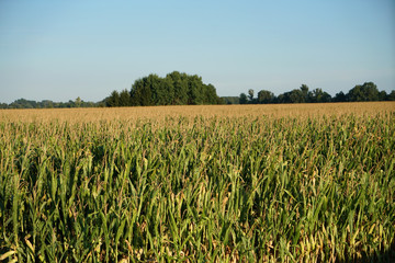 Agricultural field after cultivation