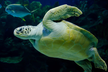 large turtle swimming underwater among other fish and corals