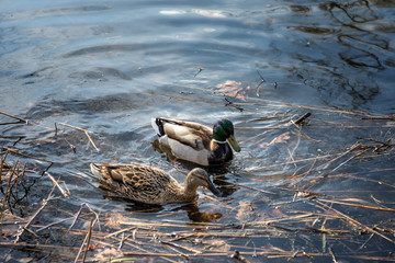 Male and female mallard duck swimming on a pond with green water while looking for food.